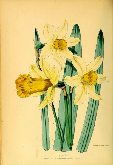 Daffodil print Peter Barr daffodils