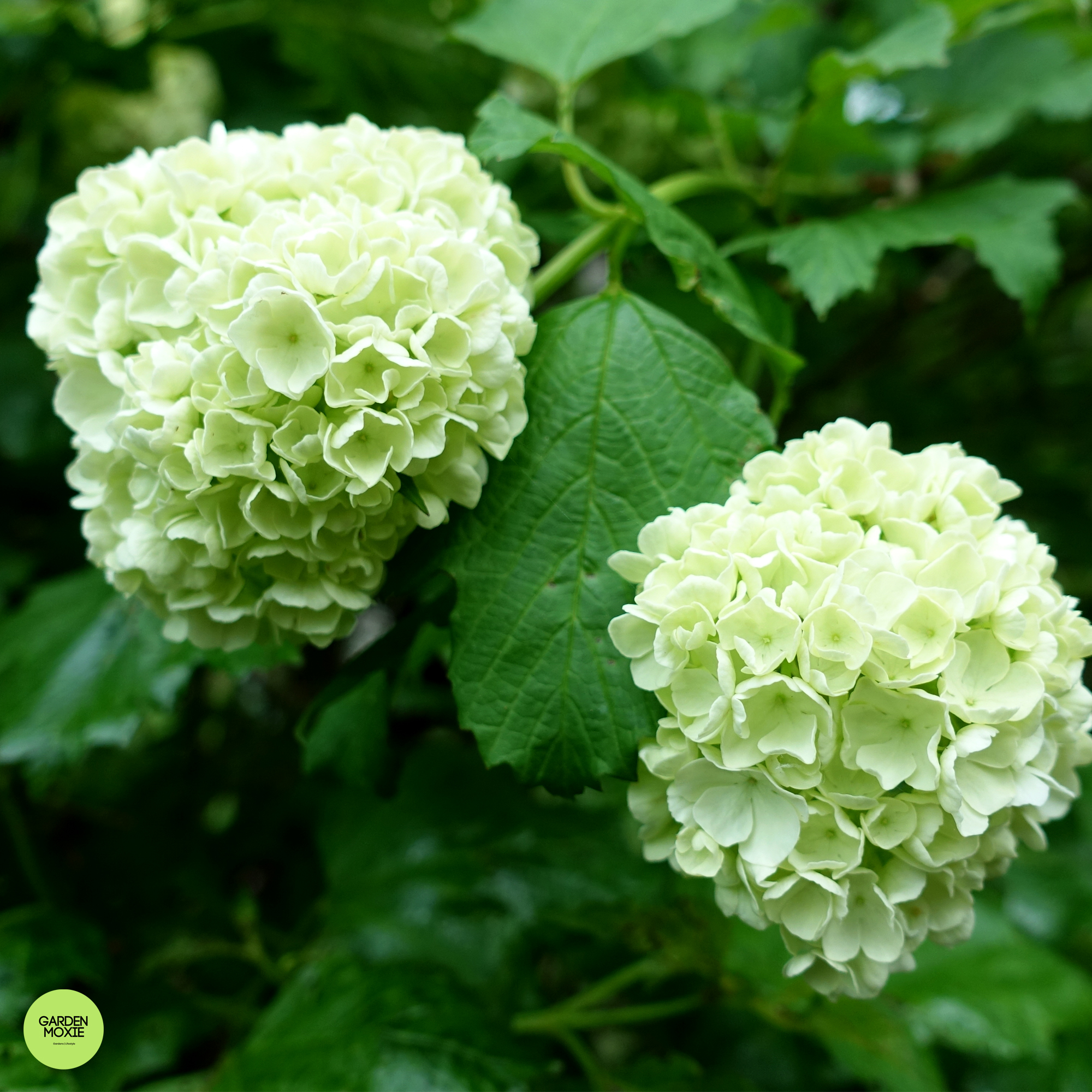 What's the Best Viburnum for Your Garden? Garden Moxie