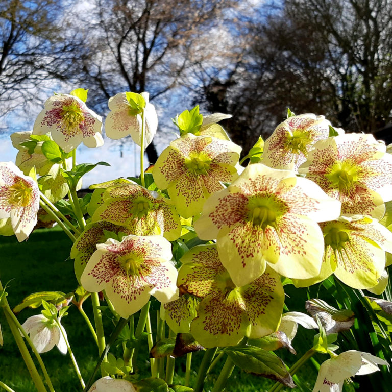 Hellebores – The Perfect Shade Plant