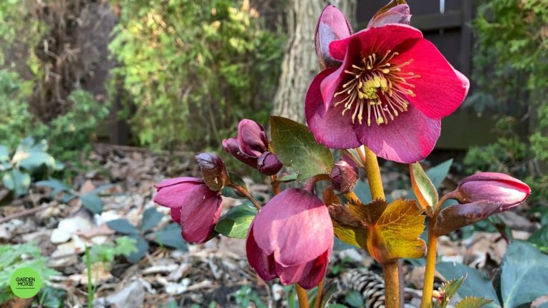 Hellebores – Learn the Parts of the Plant by Dissecting 1 Amazing Flower