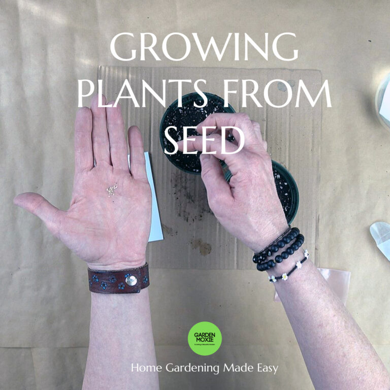 Seeds – How to Grow Amazing Plants for Your Garden