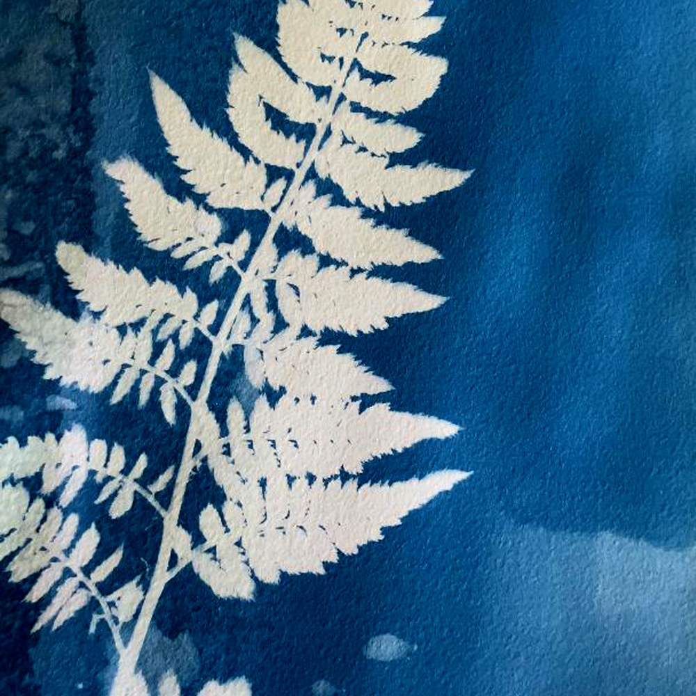 Fun Facts About Garden Moxie 18 Cyanotype image of painted fern frond