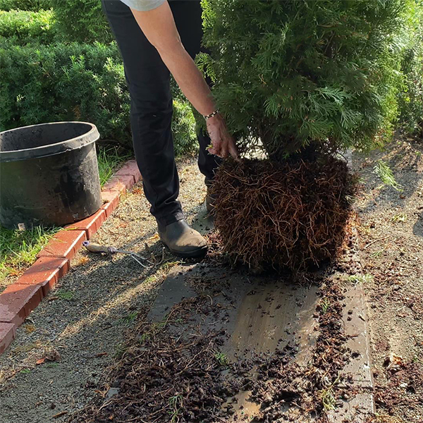 The Correct Way To Plant an Arborvitae