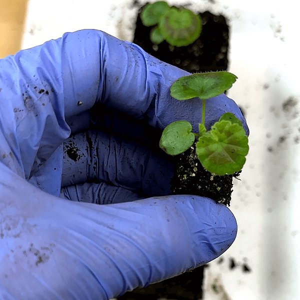Growing Plants from Seed – 5 Basic Truths to Know