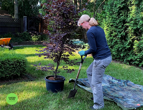 How to plant a Japanese Maple