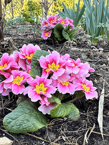 Danova Pink Bicolor primroses in the Spring garden for newsletter