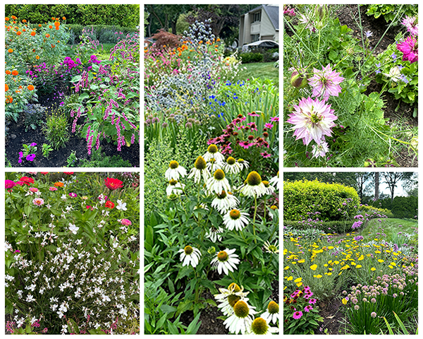 Pollinator-friendly flower garden in my front landscape