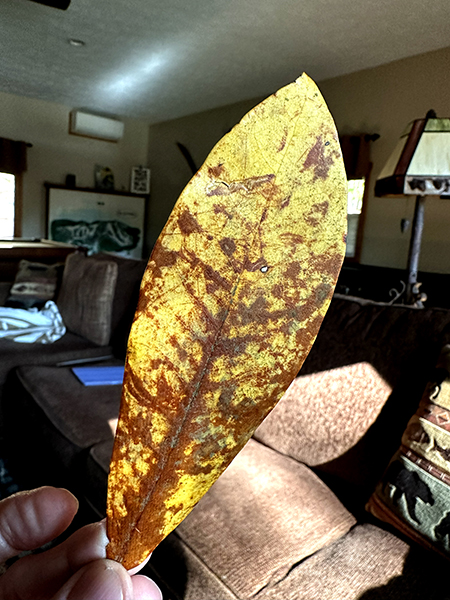 native rhod leaf