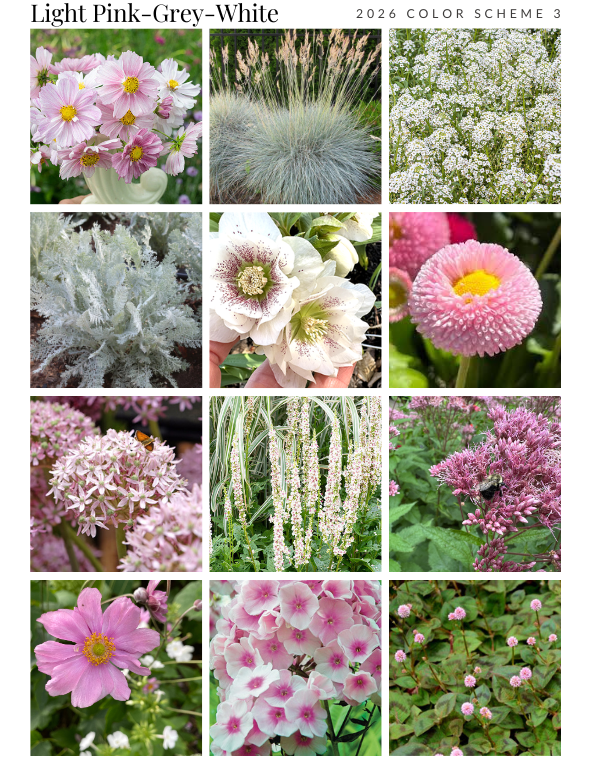 Planning a Garden the Old-Fashioned Way 3 Color scheme for planning a garden - pink-grey-white