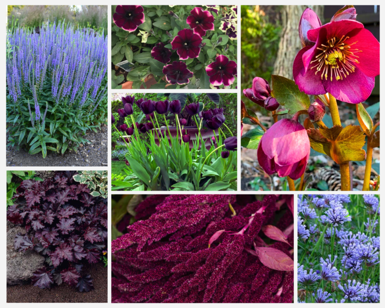 Designing a garden with color