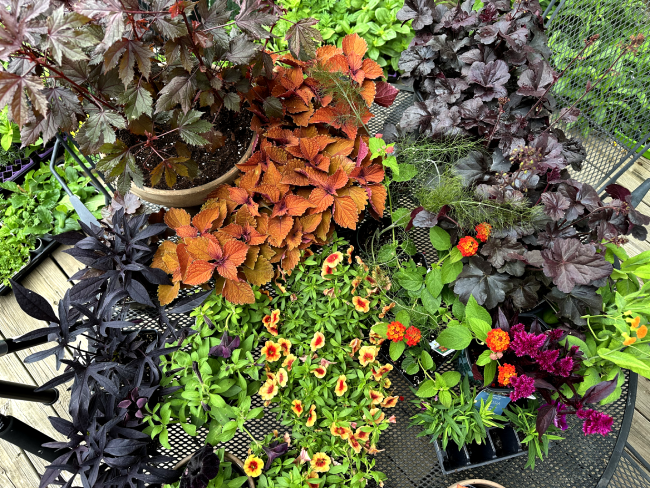 Plants used for container display