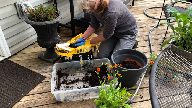 planting for the patio container display