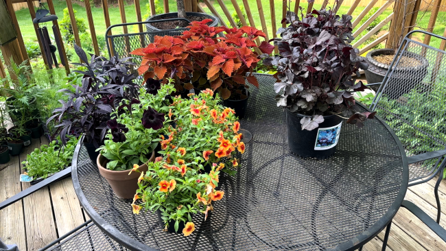 rust and deep purple plants